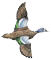blue teal duck hunting