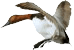 duck hunting